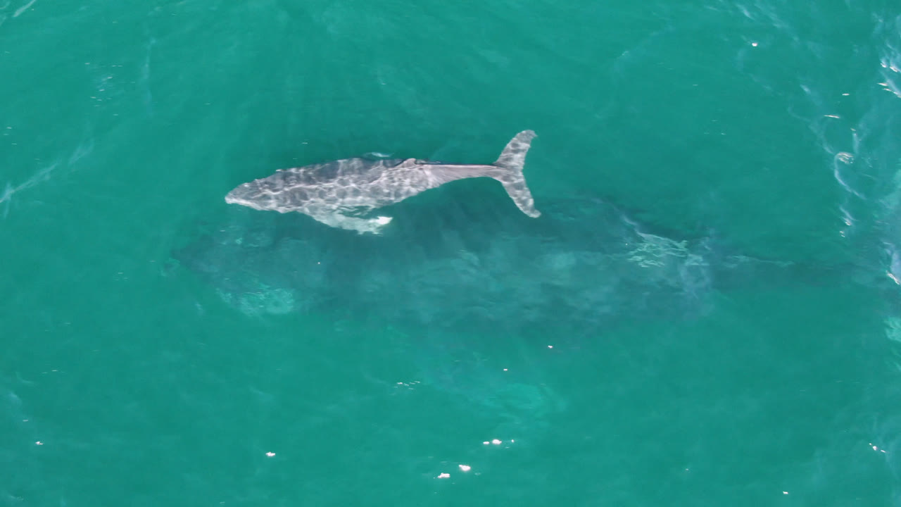 The whale sits closer to the center of the overhead frame at Laguna Beach Los Cabos, with its back and tail visible under rippled turquoise water and no visible people.