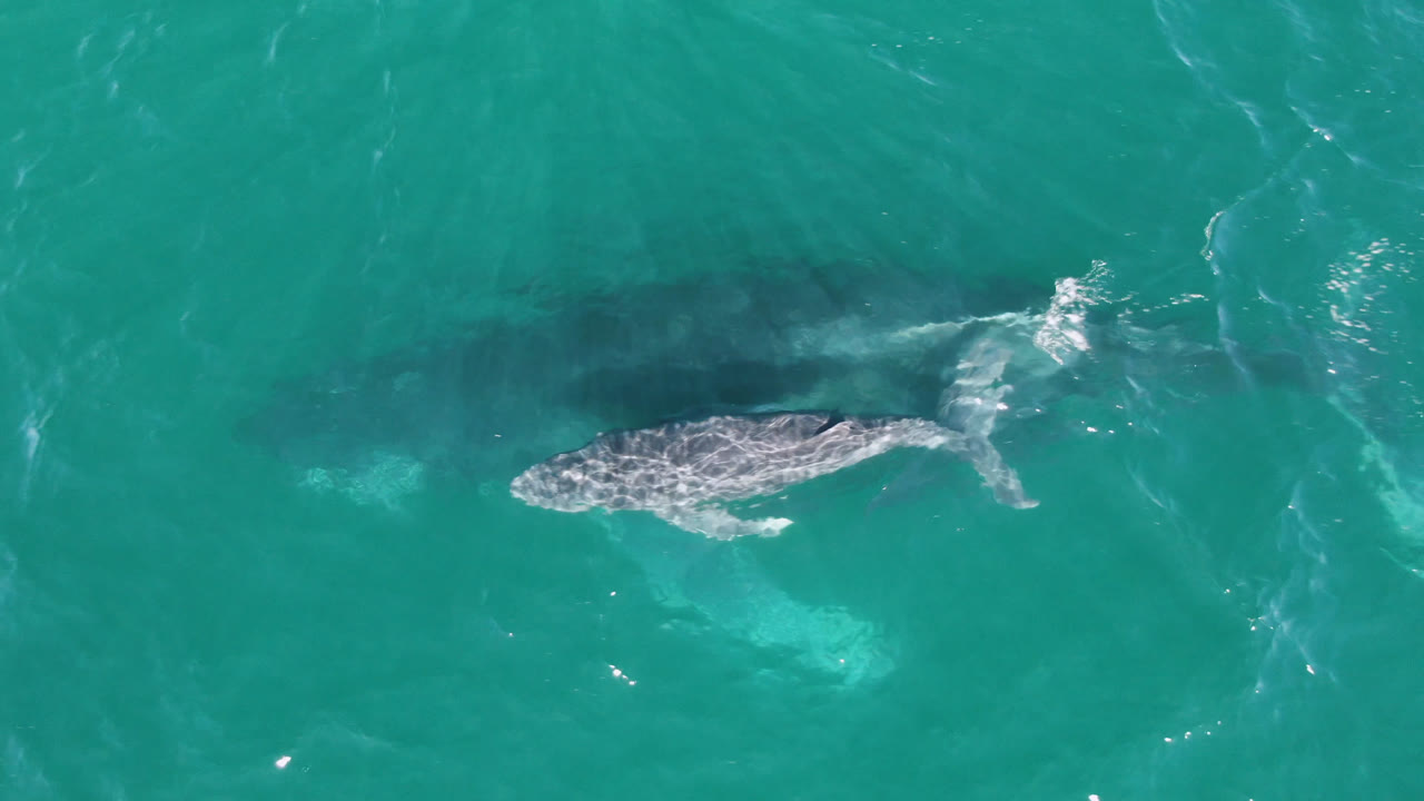 Overhead frame of a humpback whale near the surface in turquoise water at Laguna Beach Los Cabos, Baja California Sur, with faint foam trails and no visible people.