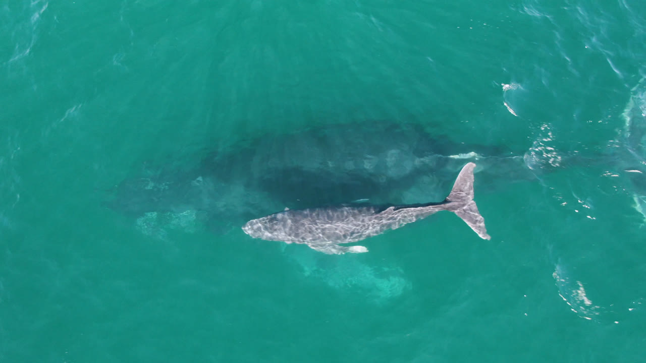 Top-down view of the humpback whale centered in clear teal ocean at Laguna Beach Los Cabos, Baja California Sur, with its body and tail visible and no visible people.