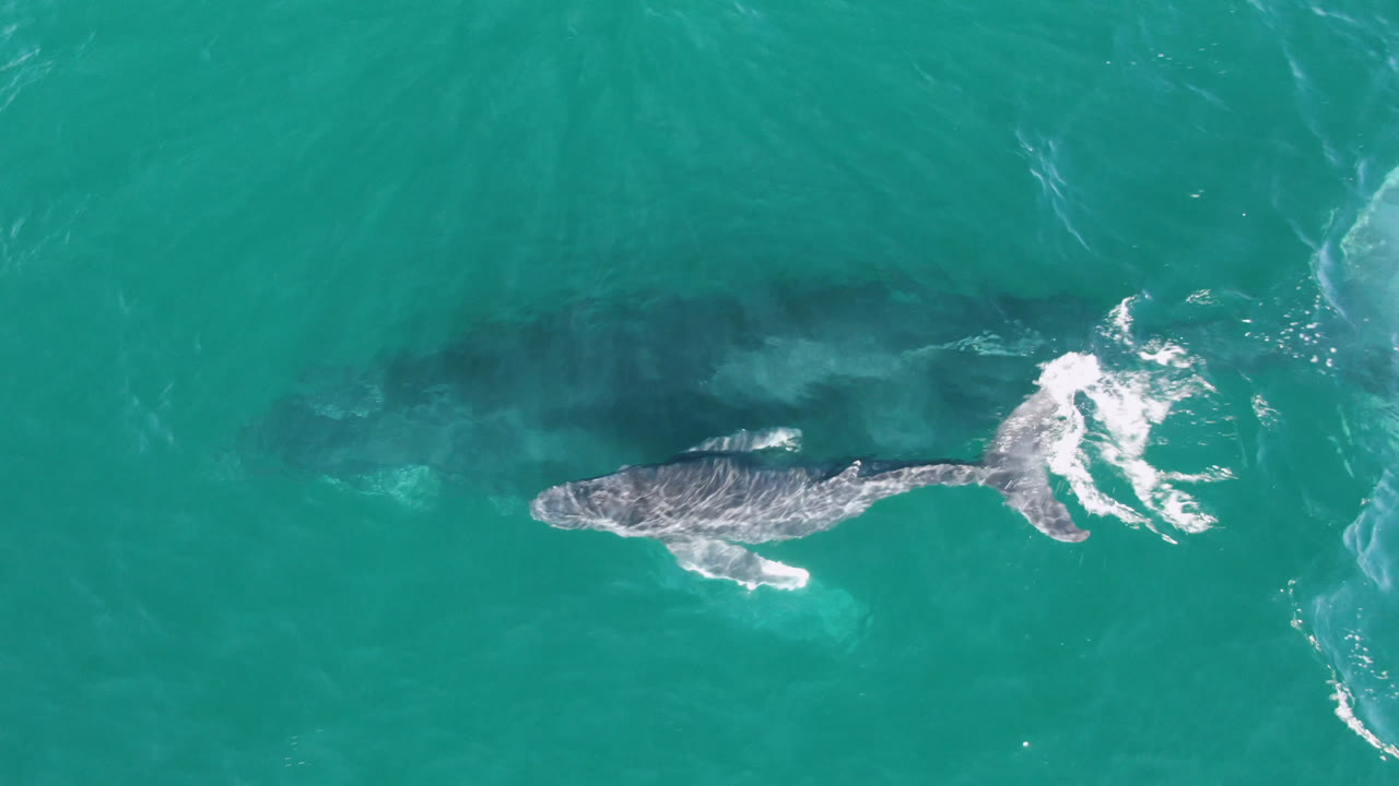 Humpback whale at the surface with white water near its tail.