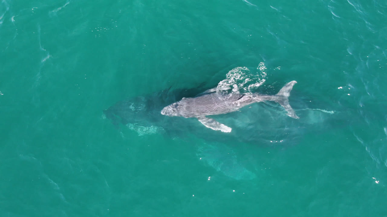 A humpback whale swims just below turquoise water at Laguna Beach Los Cabos, Baja California Sur, with small white ripples near its head and no visible people.
