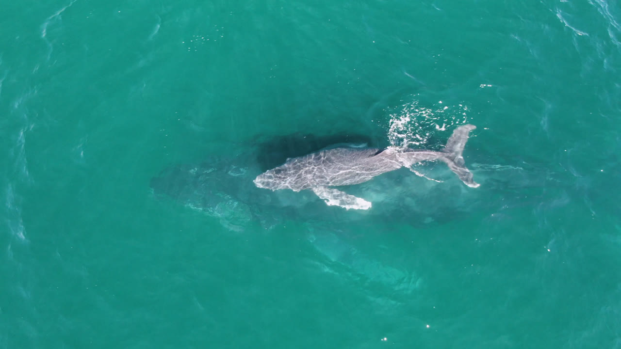 The whale remains visible beneath clear turquoise ocean at Laguna Beach Los Cabos, Baja California Sur, with brighter ripples crossing its back and no visible people.