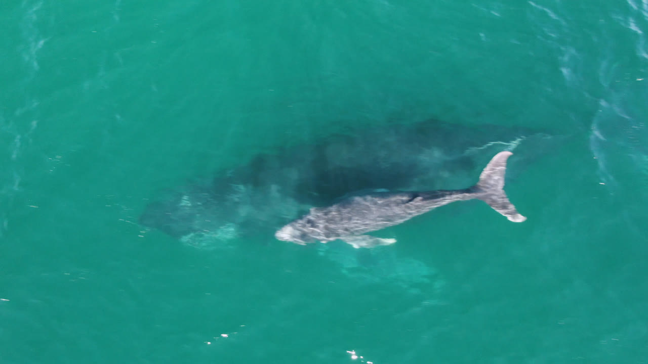 Overhead view in San Jose Del Cabo, Mexico, showing a smaller whale near a larger whale beneath turquoise water with bright ripples and no visible people.