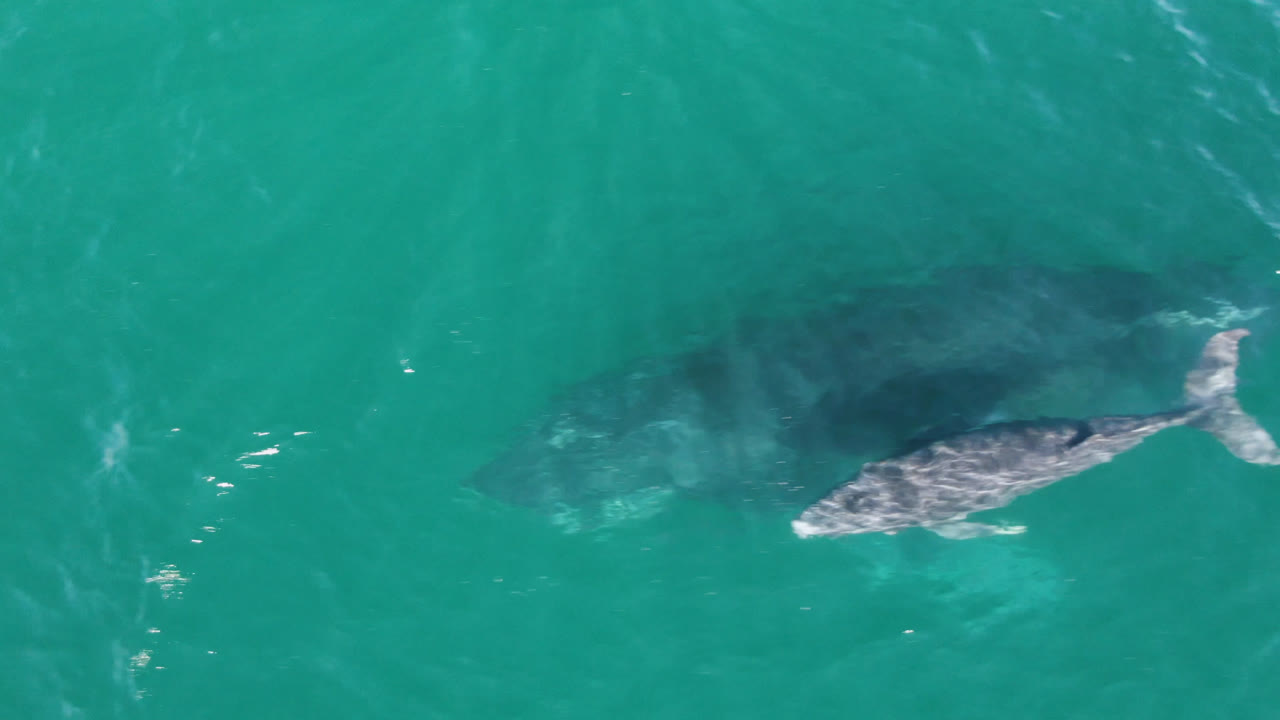 A smaller whale is more defined near the surface while the larger whale appears as a darker shape below the water in San Jose Del Cabo, Mexico, with no visible people.