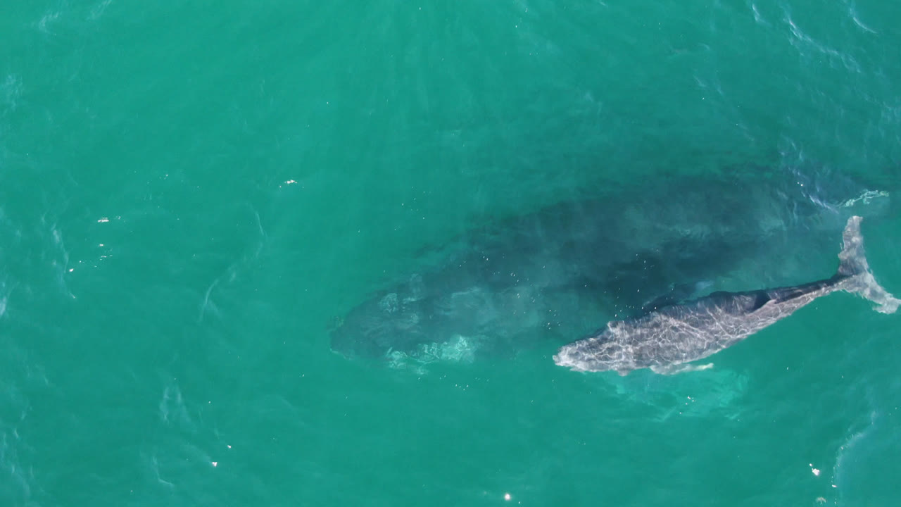 Whale calf near the right edge with larger whale shadow behind it