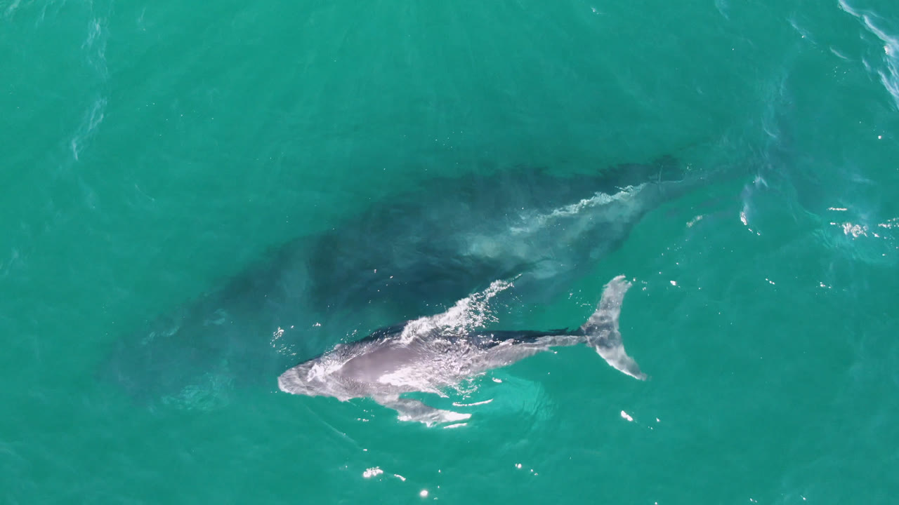 Top-down aerial view of a large shark near Laguna Beach Los Cabos, Mexico, with a dark underwater shadow trailing beside it and no visible people.