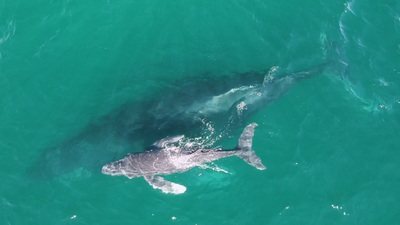 Aerial frame of the shark farther across the clear water near Laguna Beach Los Cabos, with pale ripples around its body and no visible people.