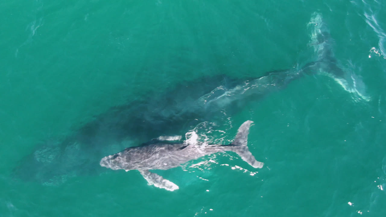Shark seen from above with its shadow in teal water.