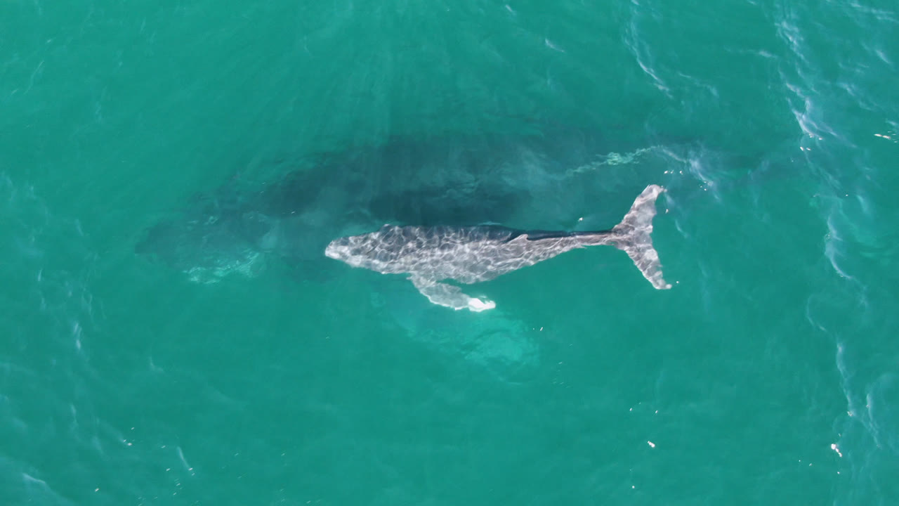 Overhead view of a whale near the left side of clear turquoise water at Laguna Beach Los Cabos, with darker underwater patches and no visible people.