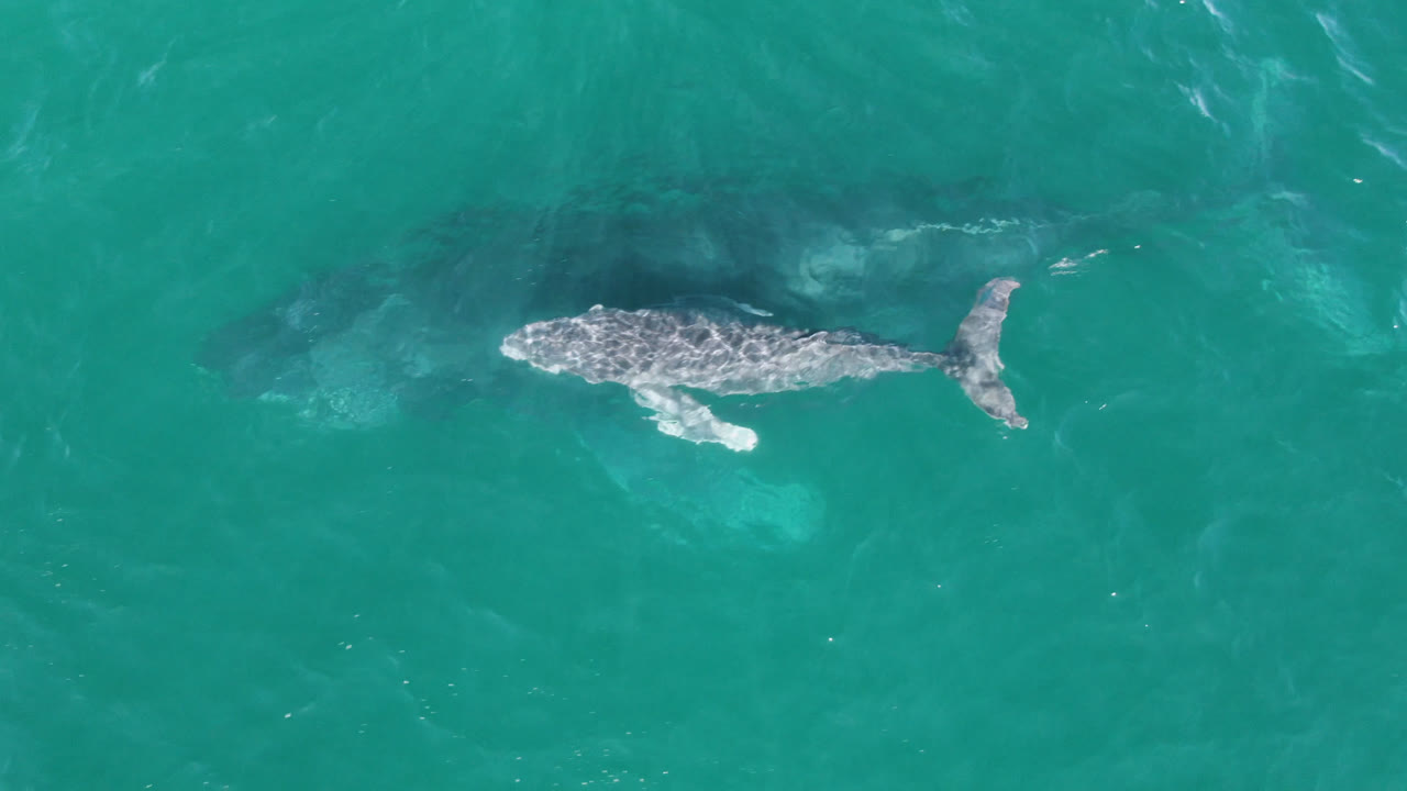 Top-down frame of the whale farther across the green-blue ocean surface at Laguna Beach Los Cabos, with light ripples and no visible people.