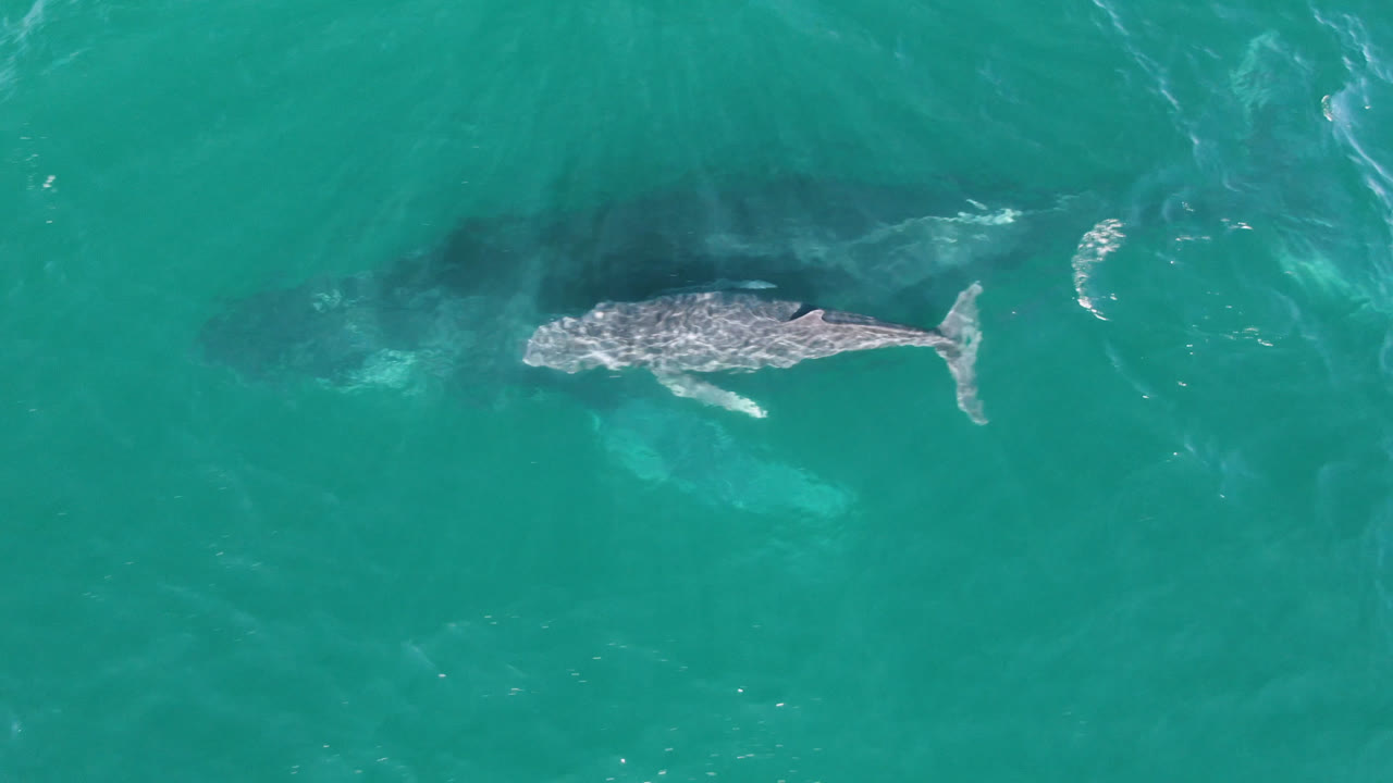 Whale near dark water patches in bright turquoise sea
