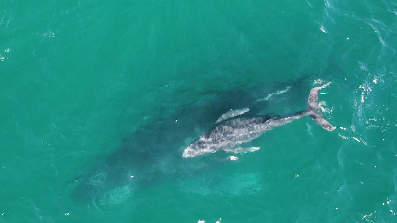 Overhead frame of a gray whale near the left side of turquoise water off Laguna Beach Los Cabos, Baja California Sur, with small white ripples and no visible people.