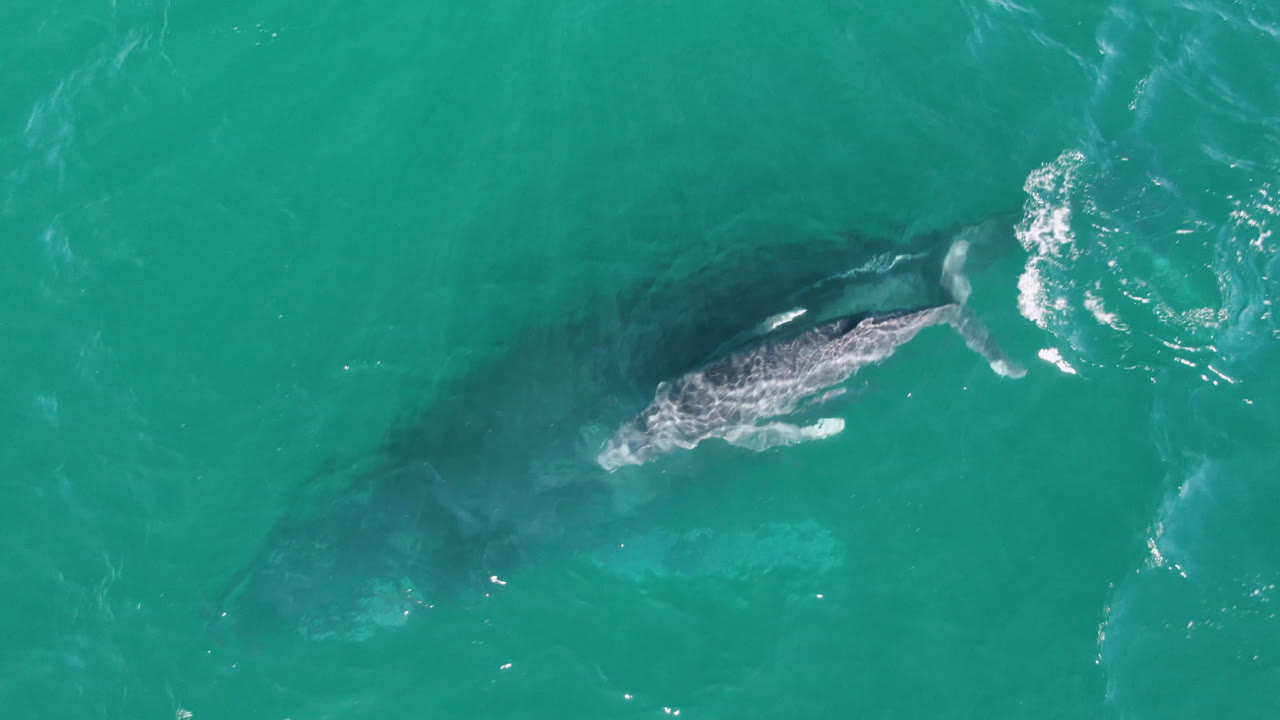 A top-down view shows the gray whale partly under the surface in Laguna Beach Los Cabos water, with a darker submerged shape trailing below and no visible people.