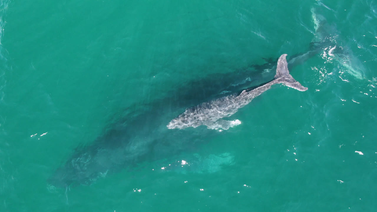 Gray whale near the upper right of a turquoise ocean frame.