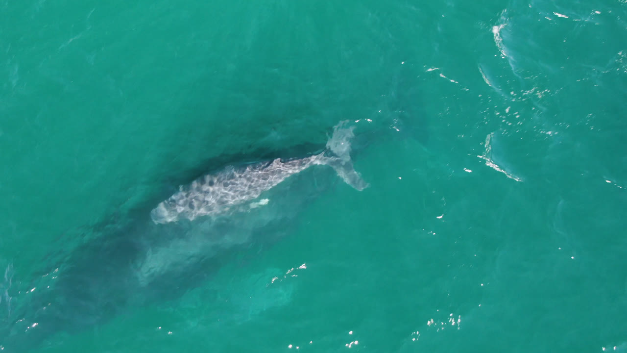 Overhead view of a humpback whale near the left side of turquoise water off Laguna Beach Los Cabos, Baja California Sur, with no visible people.