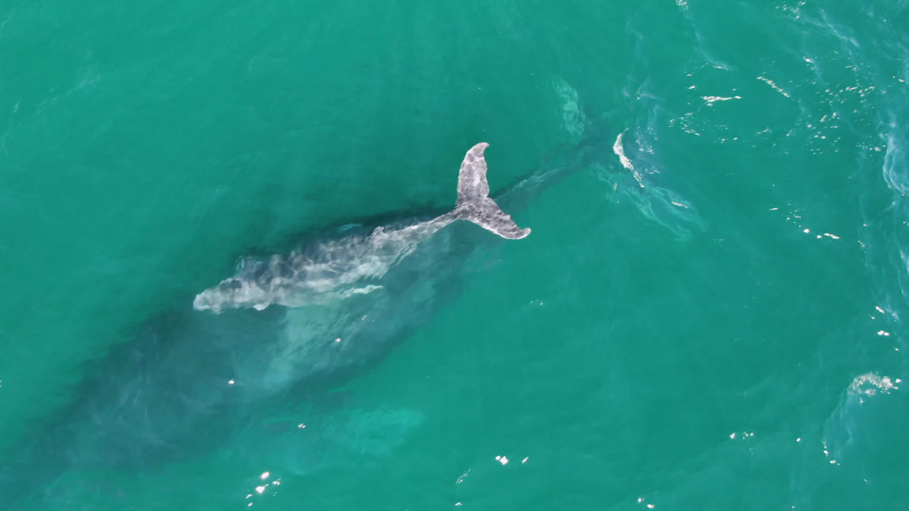 Overhead frame of a humpback whale centered in clear green-blue water near Laguna Beach Los Cabos, Baja California Sur, with no visible people.