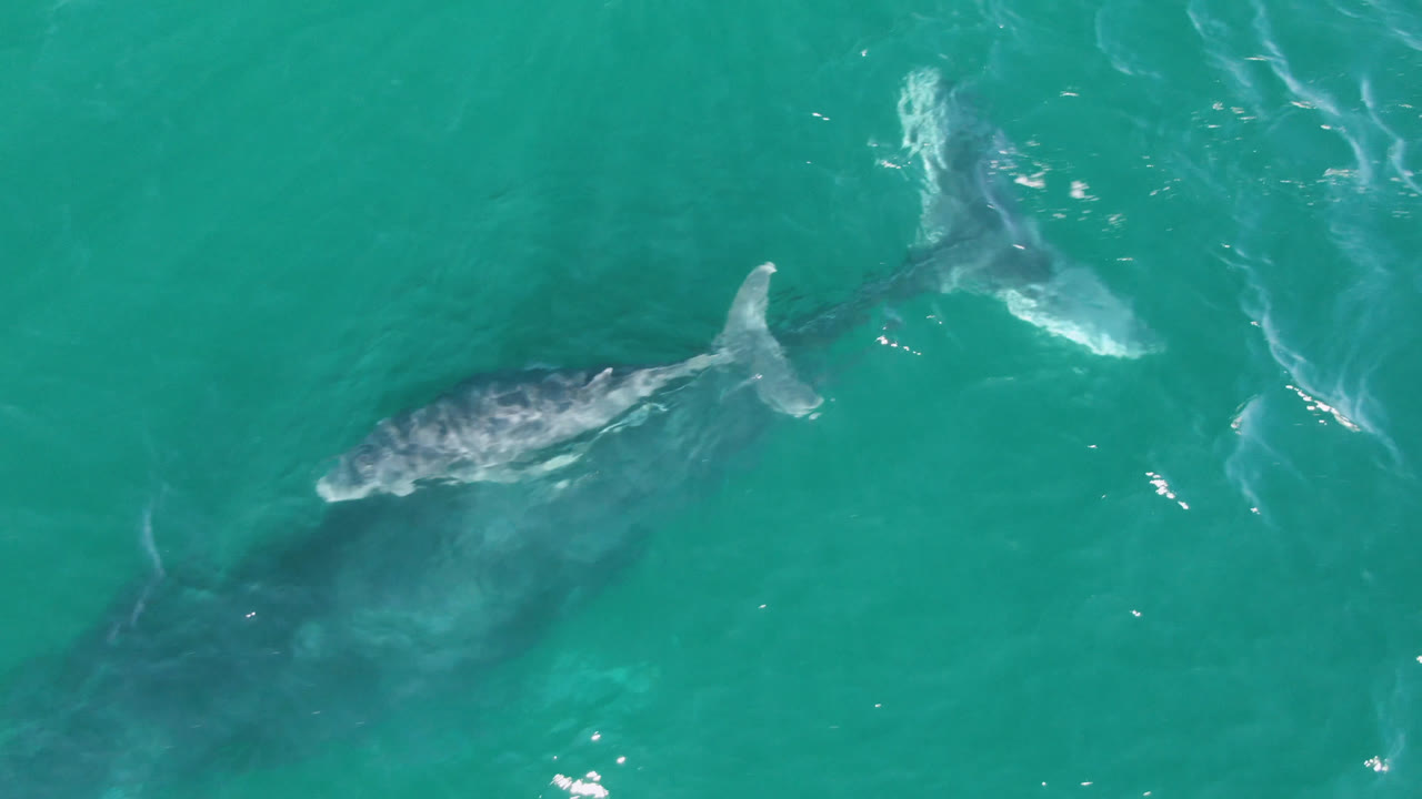 Humpback whale in open turquoise water with light foam nearby