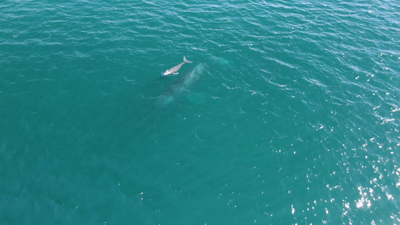 At 0:00, a whale calf is visible near the upper left of turquoise ocean water in San Jose Del Cabo, Mexico, with ripples across the surface and no visible people.