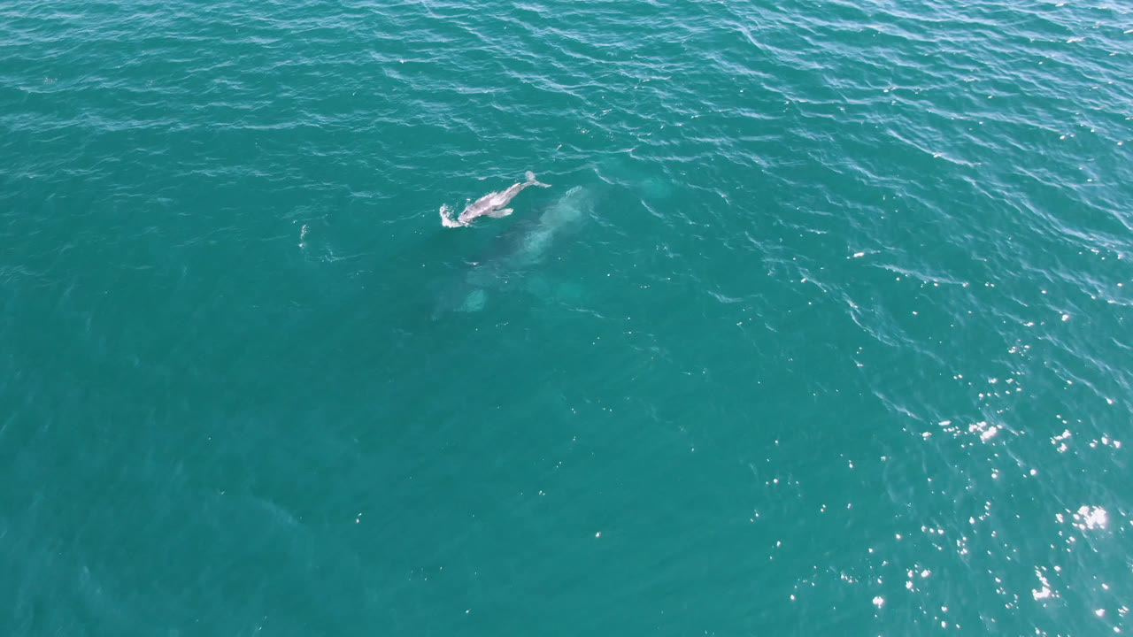 At 0:01, the whale calf appears closer to the upper center of the San Jose Del Cabo ocean frame, with a faint submerged body shape and no visible people.
