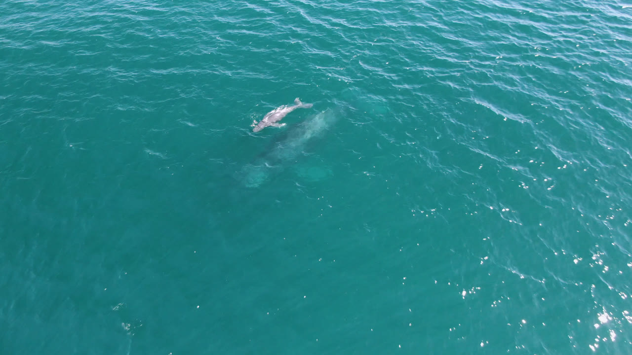 Whale calf near upper right in open ocean