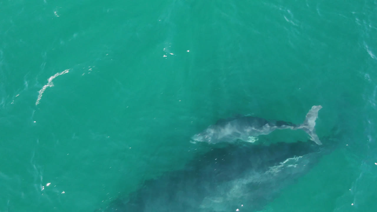 Whale visible below turquoise ocean water from above.