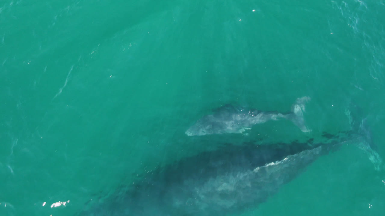 At 0:01, the whale sits deeper in the center of the turquoise ocean frame while a smaller pale shape trails above it, with no visible people.