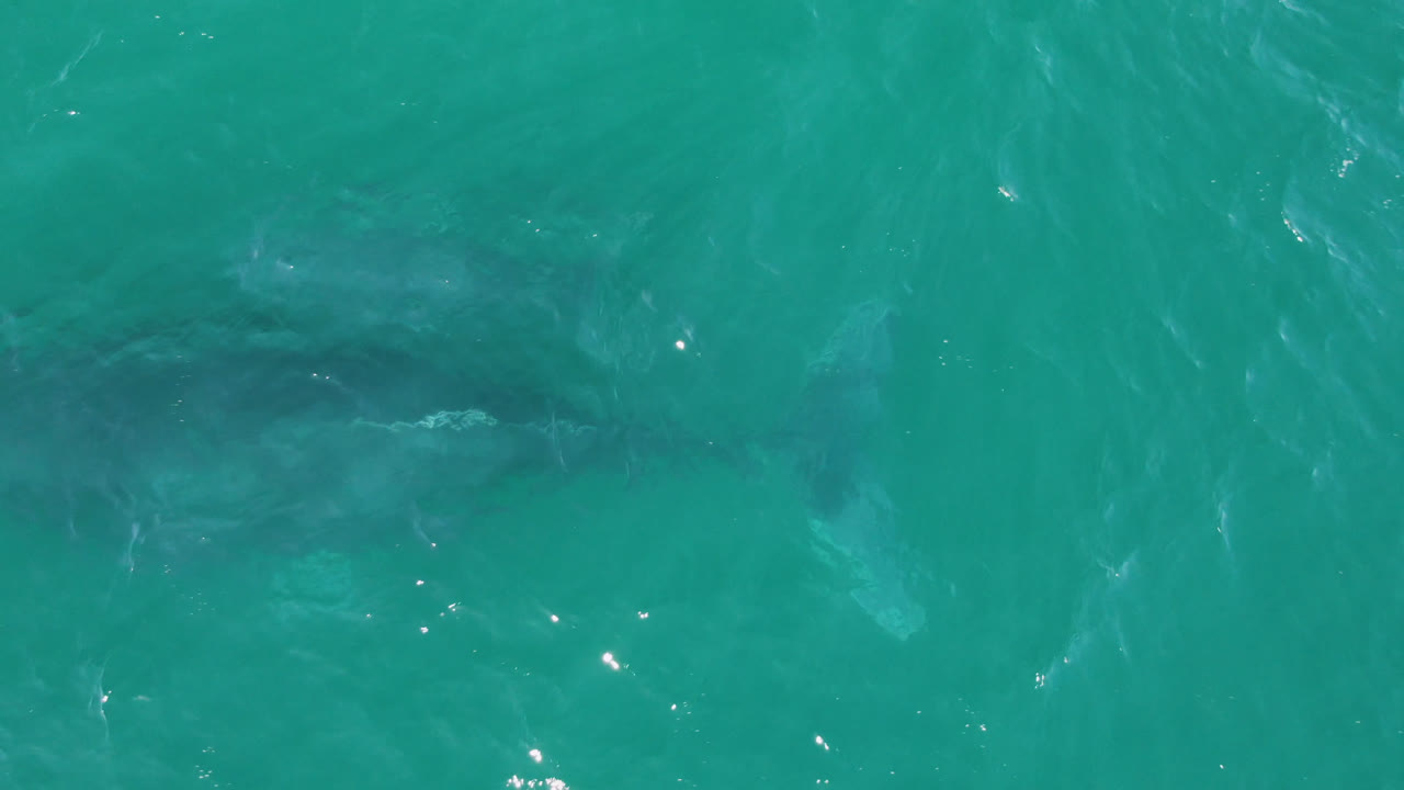 A large shark-shaped silhouette is visible under turquoise water at Laguna Beach Los Cabos, with bright surface glints and no visible people.