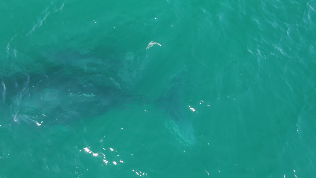 The shark remains below the blue-green surface at Laguna Beach Los Cabos, with the body softened by water movement and no visible people.