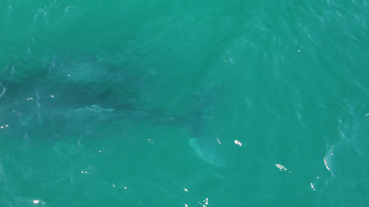 Dark shark form beneath bright turquoise surface ripples
