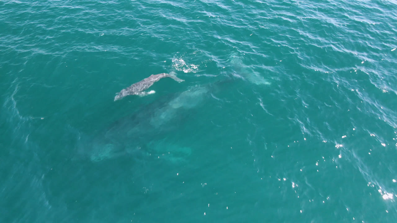 Whale near the surface in teal ocean water
