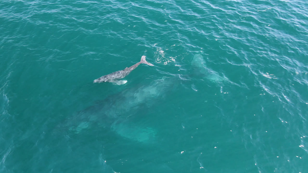 Aerial frame from Laguna Beach Los Cabos showing the whale slightly farther across the teal water, with its tail area clearer against ripples and no visible people.