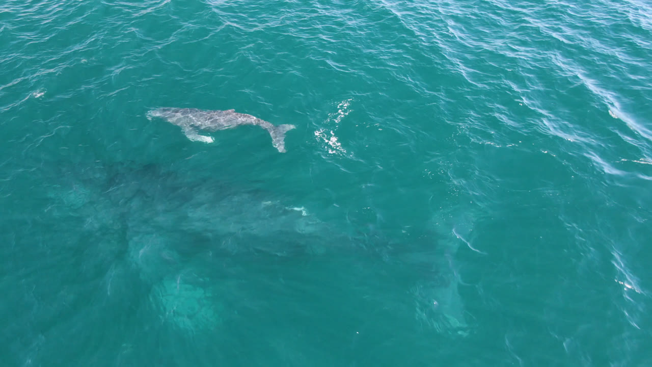 Small whale near the surface over turquoise ocean water