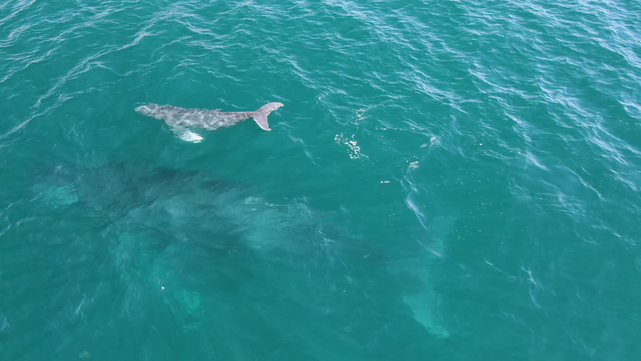 At 0:01, the whale calf sits farther across the frame with its tail clearer against the turquoise water, while the larger whale remains faint below and no people are visible.