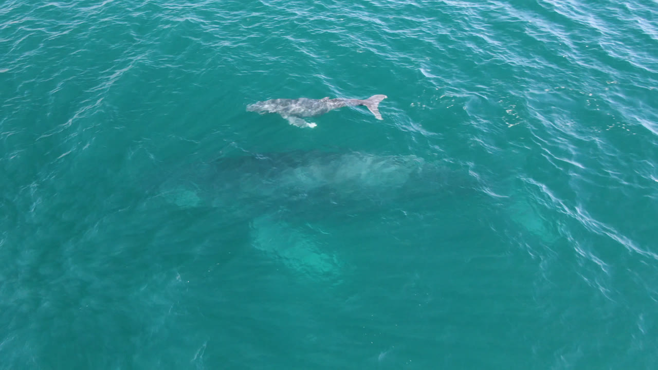 Two whales under turquoise ocean water from above