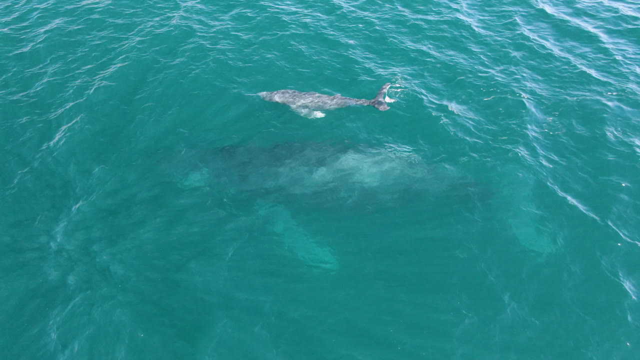 Aerial frame from San Jose Del Cabo, Mexico, showing the calf slightly right of center above the larger whale body visible below the surface, no visible people.