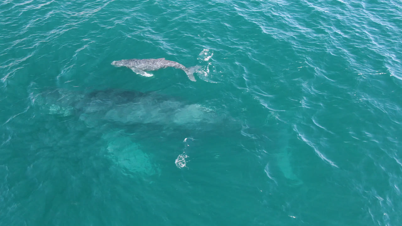 Two whales swim in turquoise water at Laguna Beach Los Cabos, with one dark body below the surface and one smaller whale near the top left, no visible people.