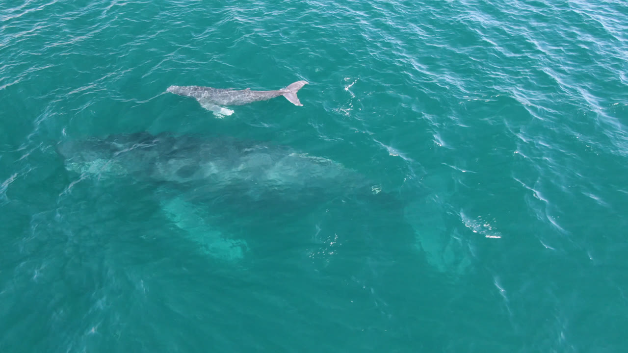 At 0:01, the upper whale sits near the top center while the larger whale remains visible below the surface in Laguna Beach Los Cabos water, no visible people.