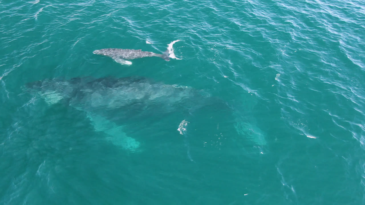 Two whales from above with white wake on water