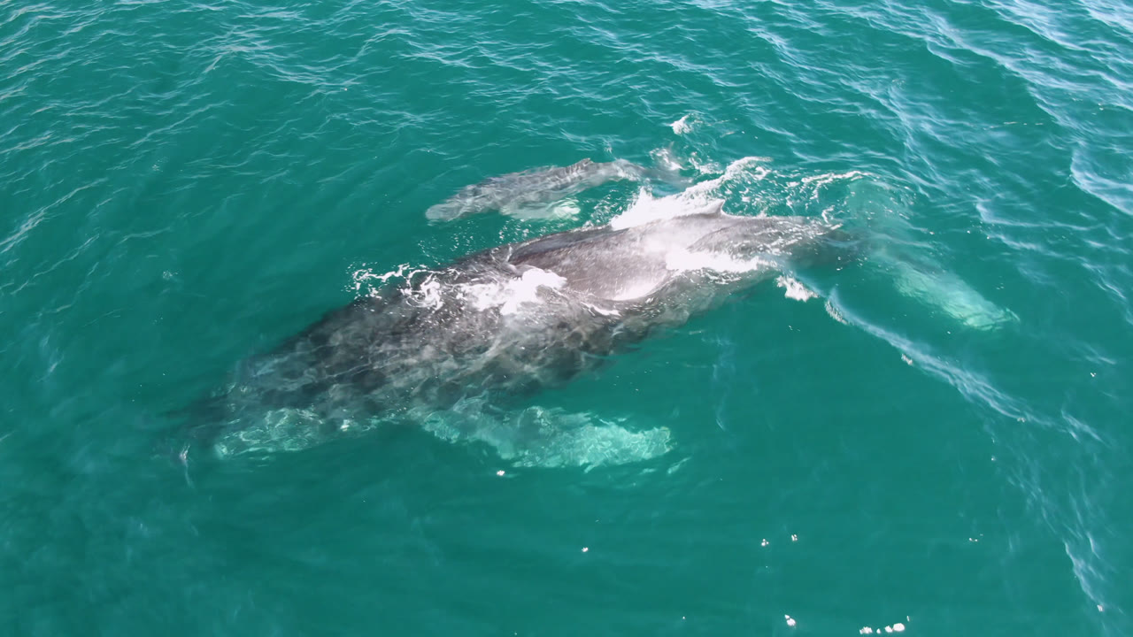 A humpback whale swims below the turquoise ocean surface at Laguna Beach Los Cabos, Baja California Sur, with white water over its back and no visible people.