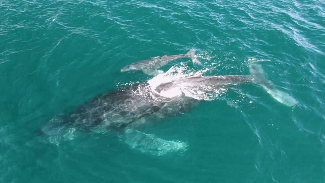 The humpback whale surfaces in turquoise water at Laguna Beach Los Cabos, Baja California Sur, while a smaller whale shape appears ahead of it and no visible people appear.