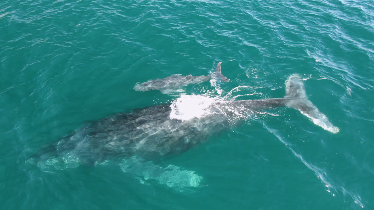 Humpback whale with tail and white wake visible