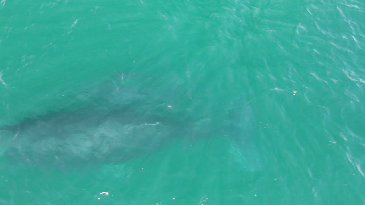 A dark whale form is visible under turquoise water at Laguna Beach Los Cabos, with ripples across the surface and no visible people.