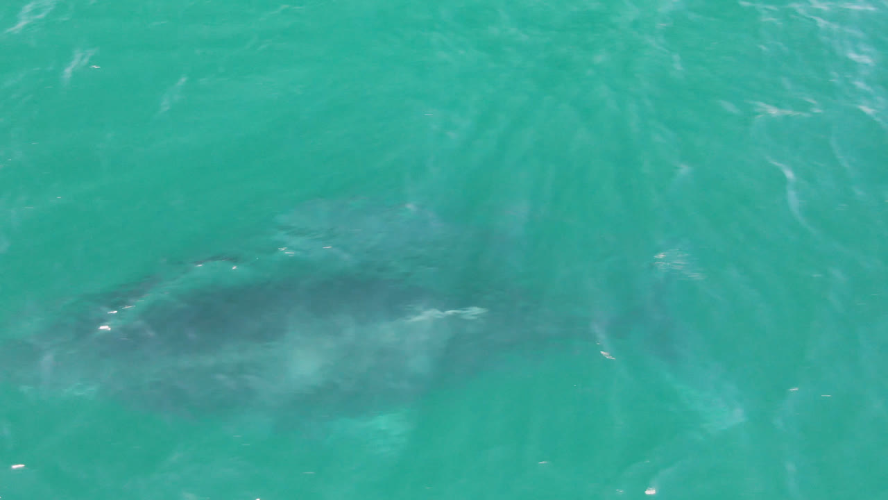The whale appears more centered beneath the rippled turquoise ocean at Laguna Beach Los Cabos, with no shoreline or visible people in frame.