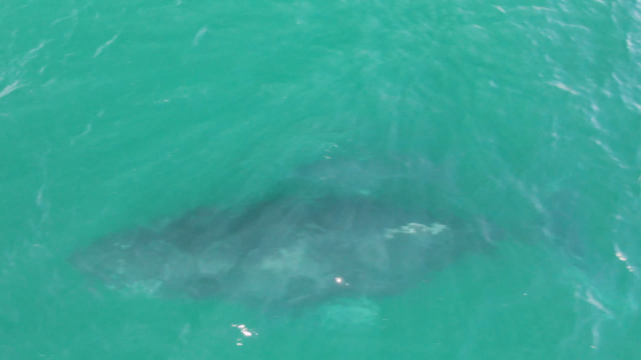 Submerged whale near the right side of turquoise water