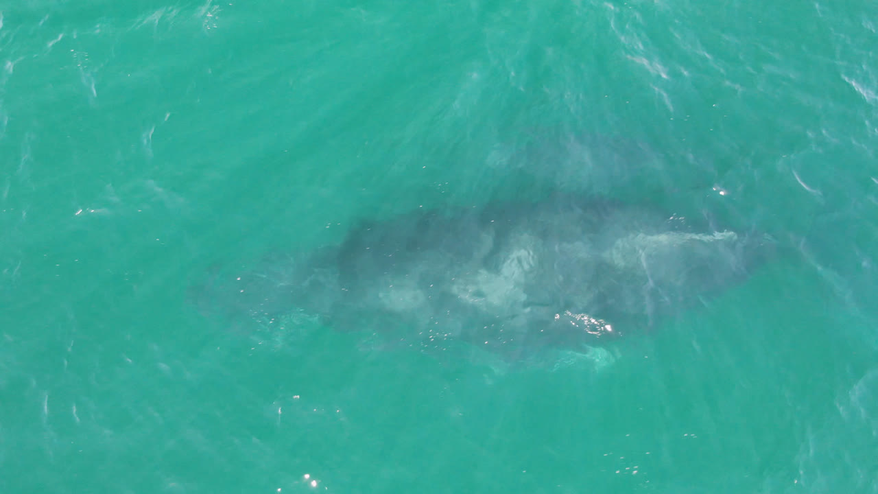 Large whale beneath turquoise ocean water from above.