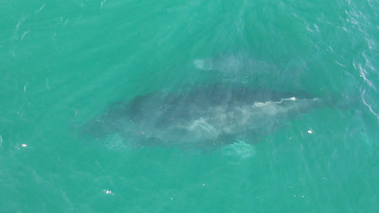 A large whale remains visible below blue-green ocean water in Laguna Beach Los Cabos, with a pale disturbance near its side and no visible people.