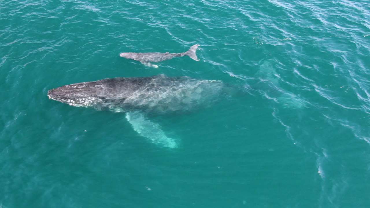 Adult humpback whale and smaller whale swim near the surface in teal water at Laguna Beach Los Cabos, Baja California Sur, with no visible people.