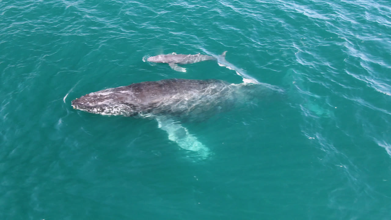 The whale pair continues across rippled teal ocean at Laguna Beach Los Cabos, with the smaller whale above the adult and no visible people.