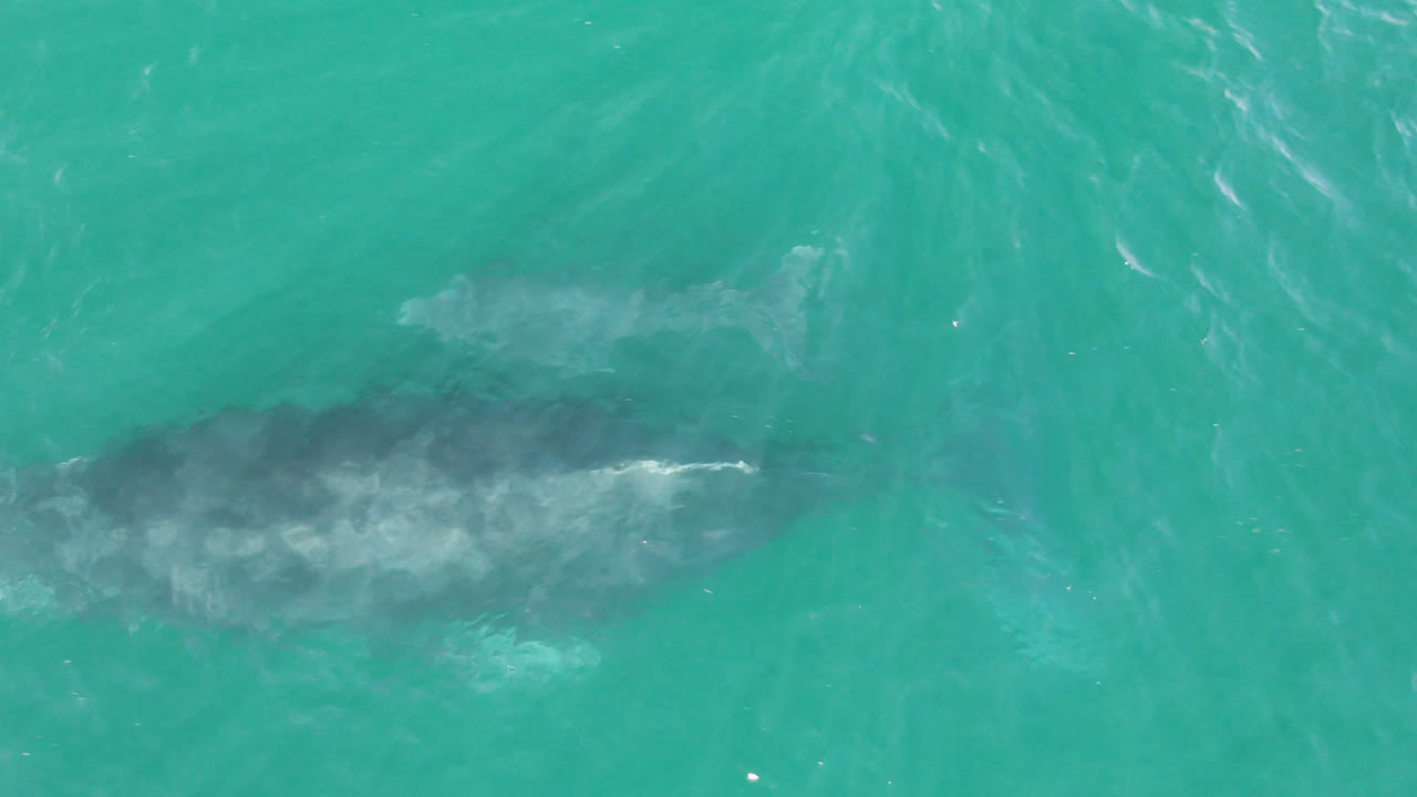 Overhead view of a whale just below turquoise ocean water at Laguna Beach Los Cabos, with pale ripples around the body and no visible people.
