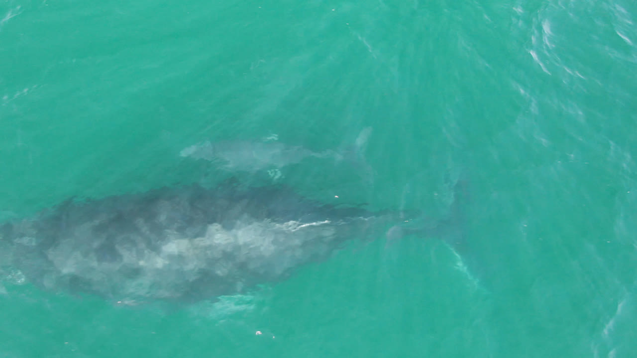 A top-down frame of the whale moving beneath teal water in Laguna Beach Los Cabos, with white ripples crossing the surface and no visible people.
